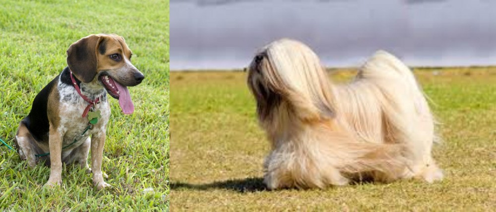 Lhasa Apso vs Bluetick Beagle - Breed Comparison
