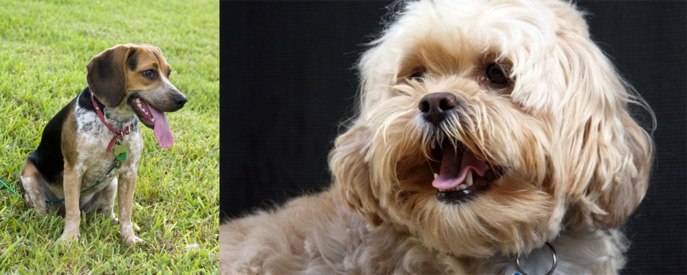 Lhasapoo vs Bluetick Beagle - Breed Comparison