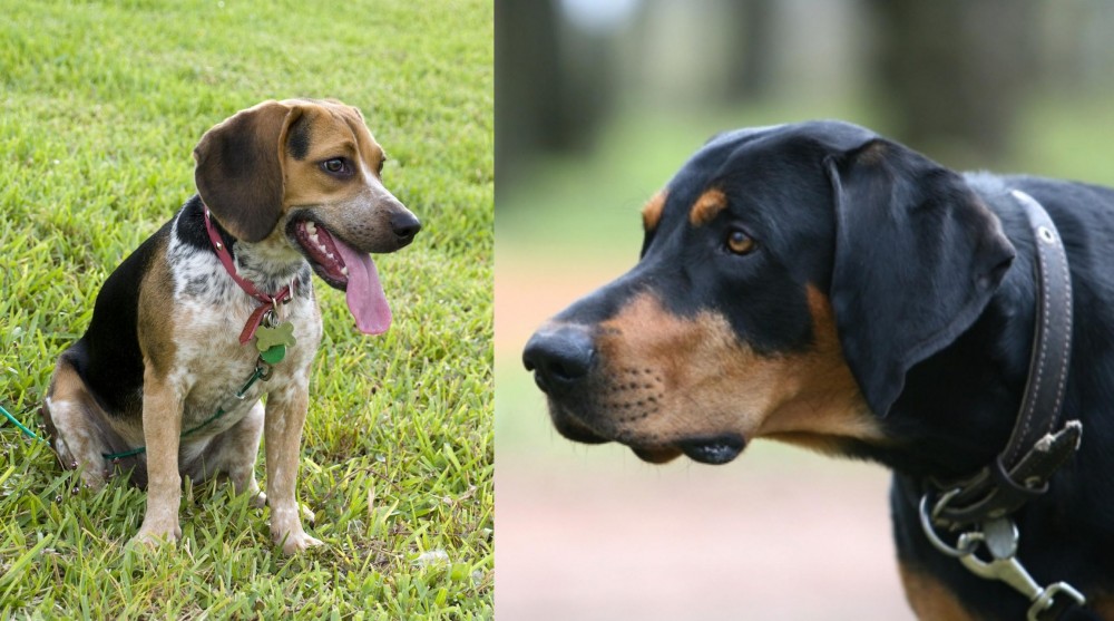 Lithuanian Hound vs Bluetick Beagle - Breed Comparison