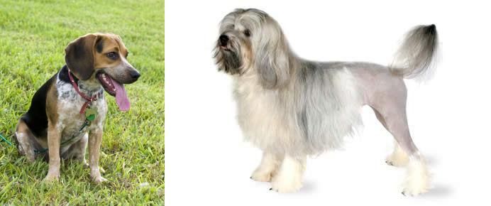 Lowchen vs Bluetick Beagle - Breed Comparison