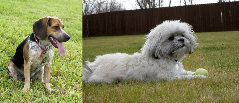 Mal-Shi vs Bluetick Beagle - Breed Comparison