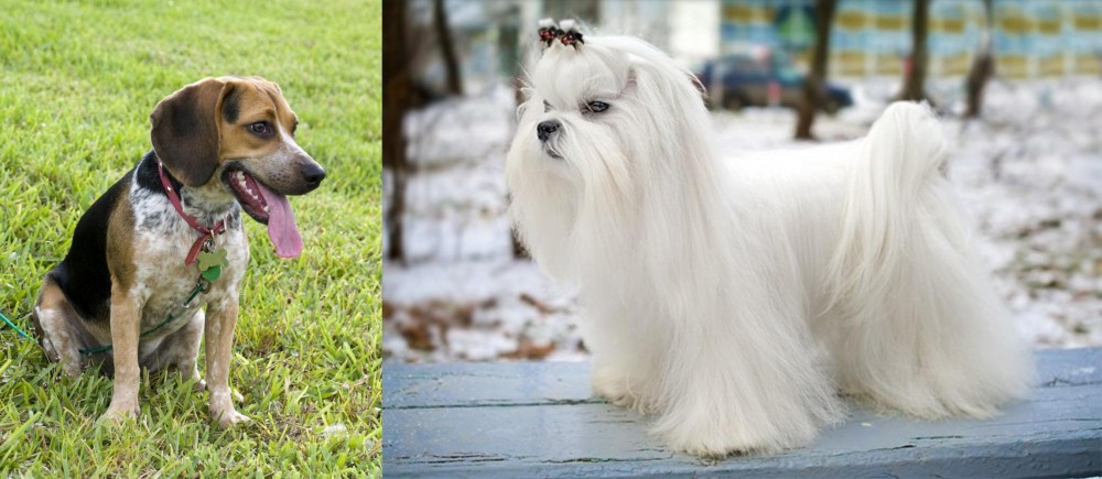 Maltese vs Bluetick Beagle - Breed Comparison