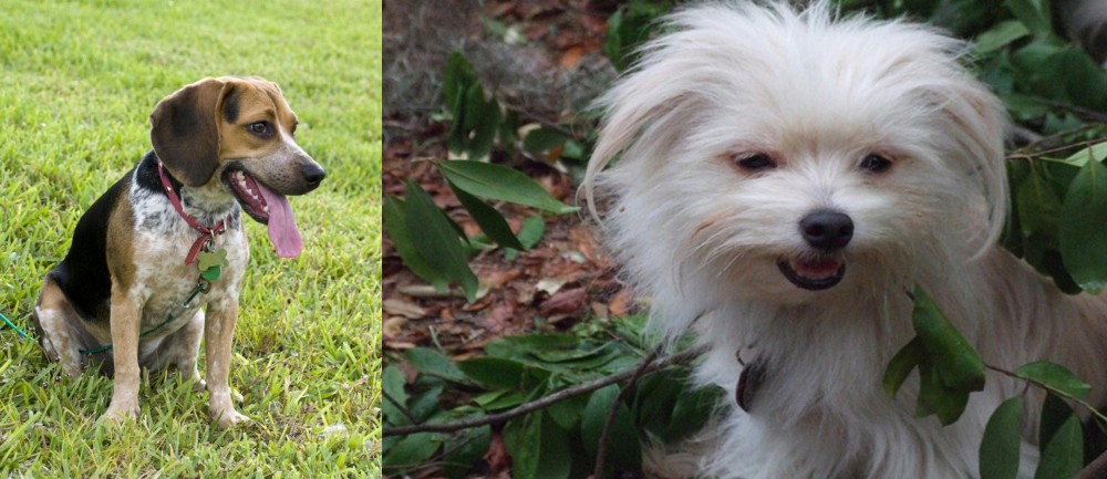 Malti-Pom vs Bluetick Beagle - Breed Comparison