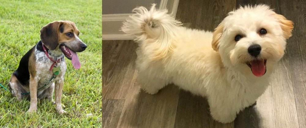Maltipoo vs Bluetick Beagle - Breed Comparison