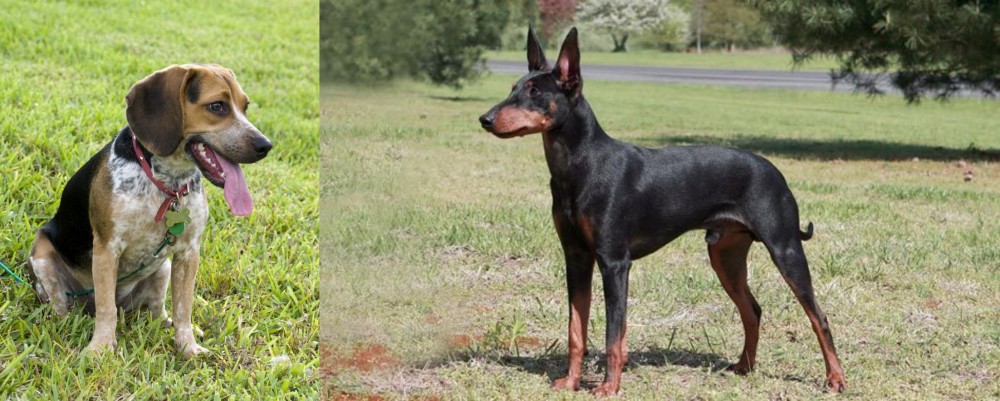 Manchester Terrier vs Bluetick Beagle - Breed Comparison