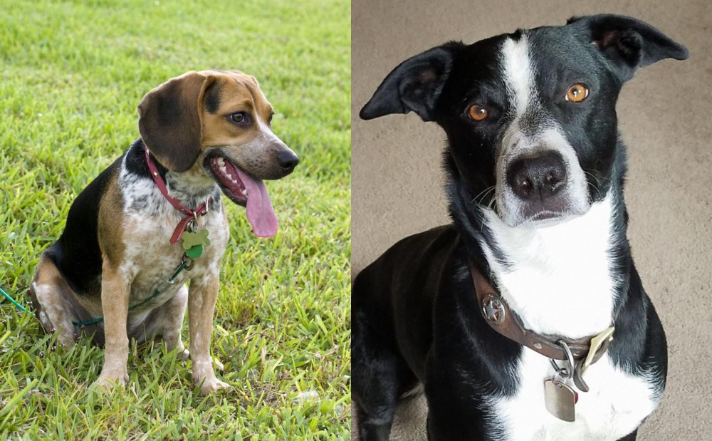 McNab vs Bluetick Beagle - Breed Comparison