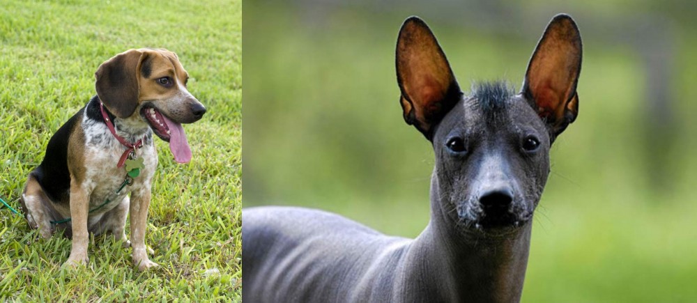 Mexican Hairless vs Bluetick Beagle - Breed Comparison