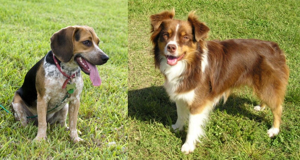 Miniature Australian Shepherd vs Bluetick Beagle - Breed Comparison