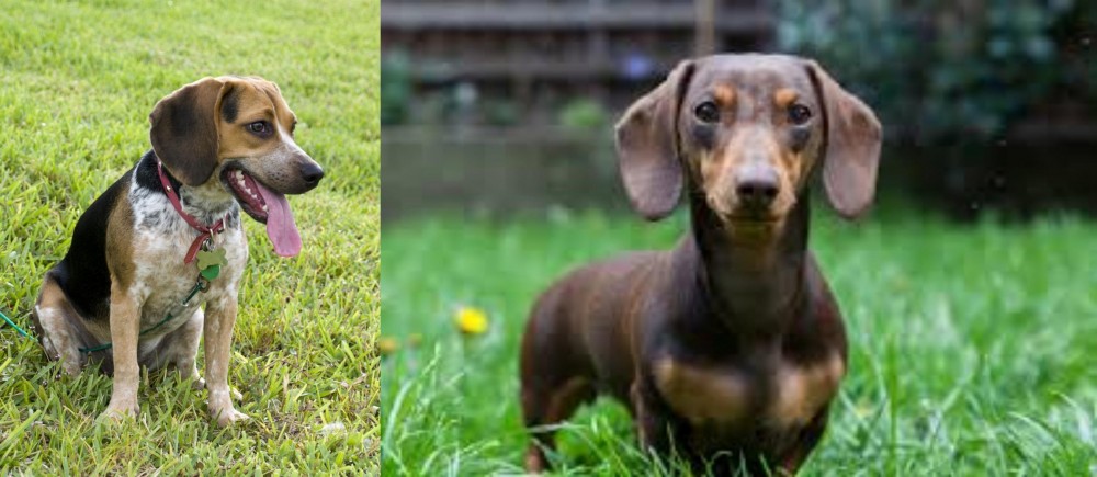Miniature Dachshund vs Bluetick Beagle - Breed Comparison