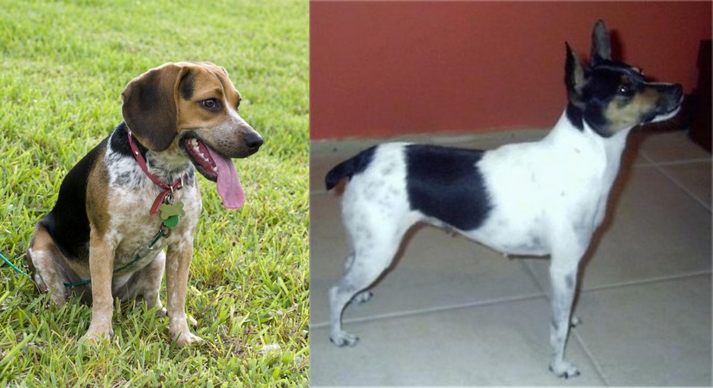 Miniature Fox Terrier vs Bluetick Beagle - Breed Comparison