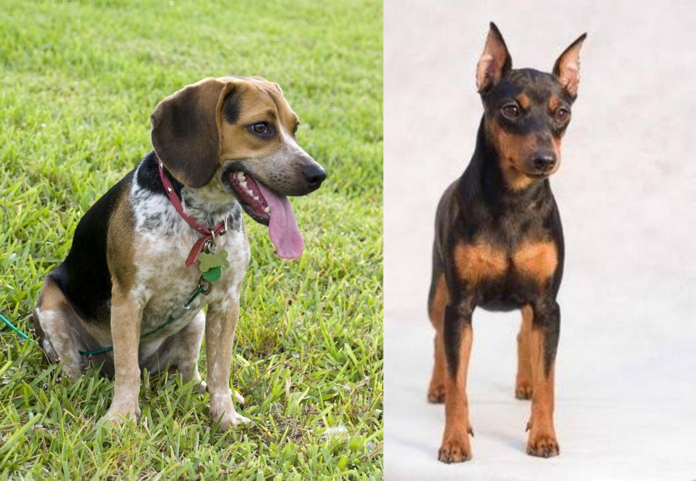 Miniature Pinscher vs Bluetick Beagle - Breed Comparison