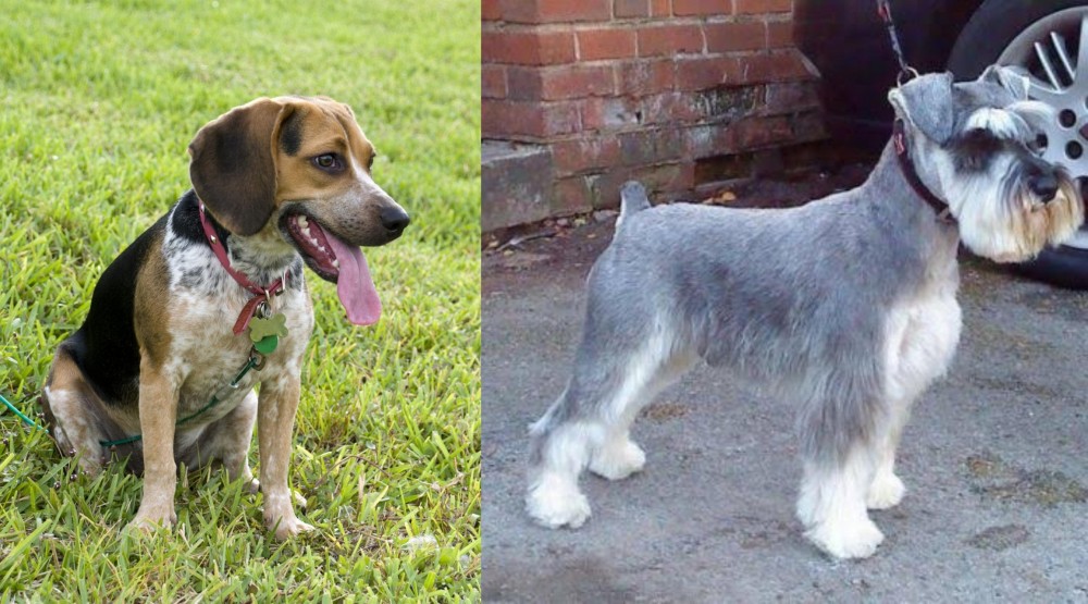 Miniature Schnauzer vs Bluetick Beagle - Breed Comparison