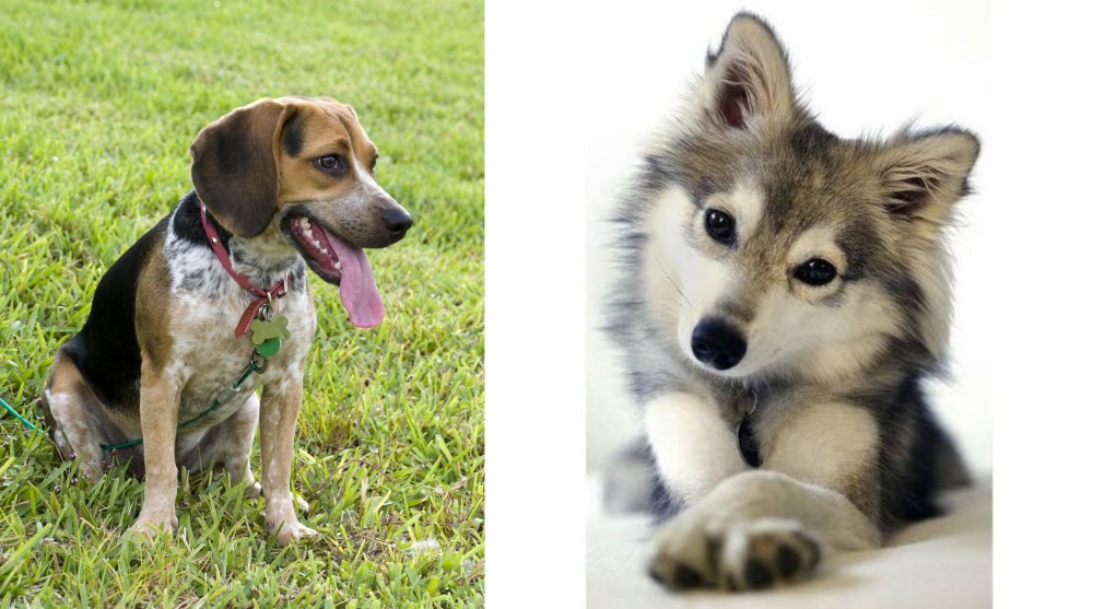 Miniature Siberian Husky vs Bluetick Beagle - Breed Comparison