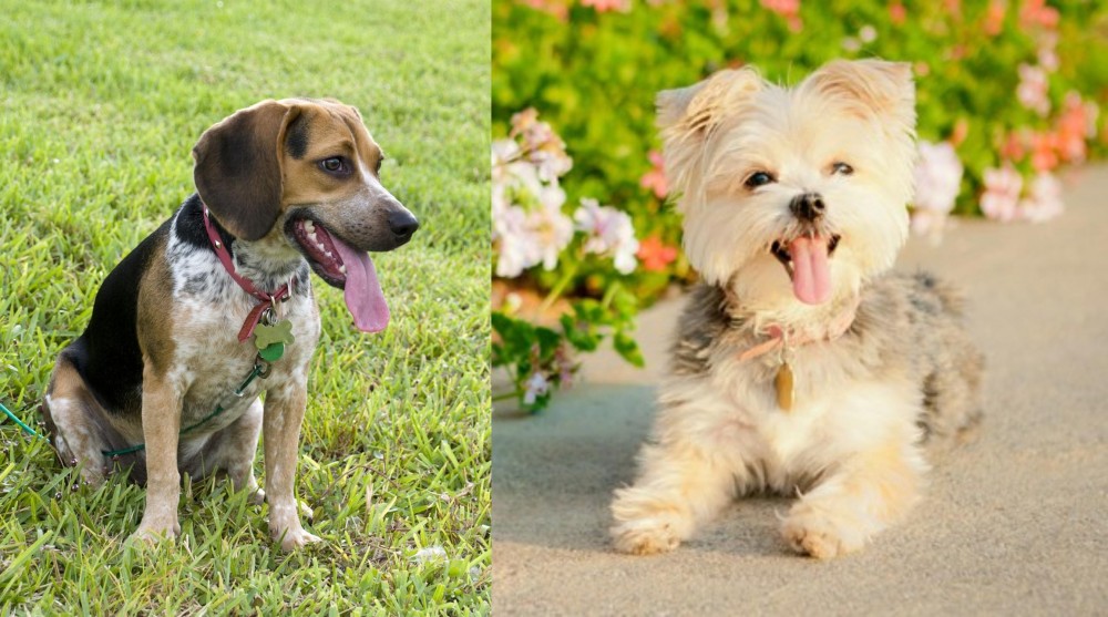 Morkie vs Bluetick Beagle - Breed Comparison