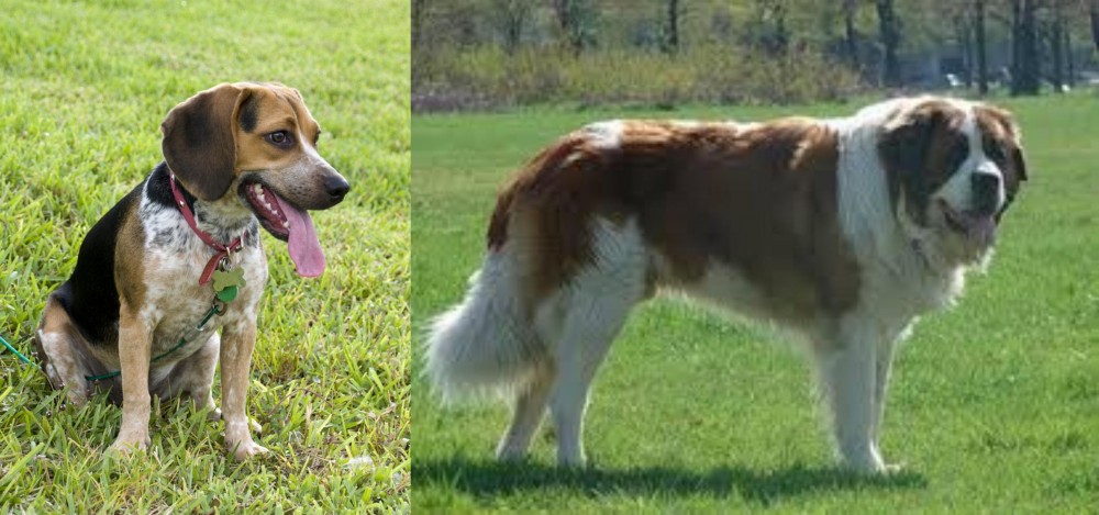 Moscow Watchdog vs Bluetick Beagle - Breed Comparison