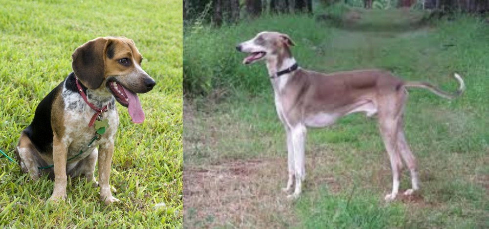 Mudhol Hound vs Bluetick Beagle - Breed Comparison
