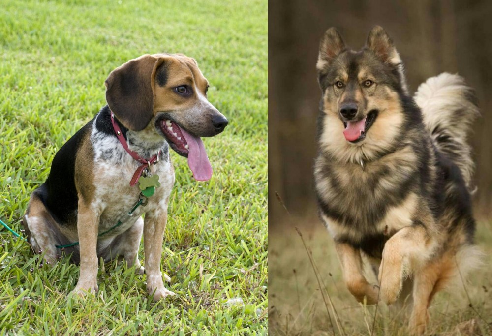 Native American Indian Dog vs Bluetick Beagle - Breed Comparison