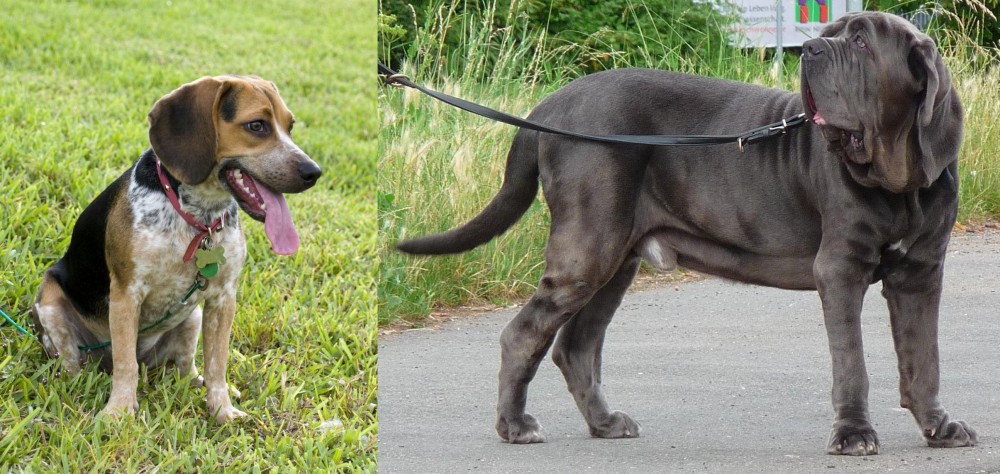 Neapolitan Mastiff vs Bluetick Beagle - Breed Comparison