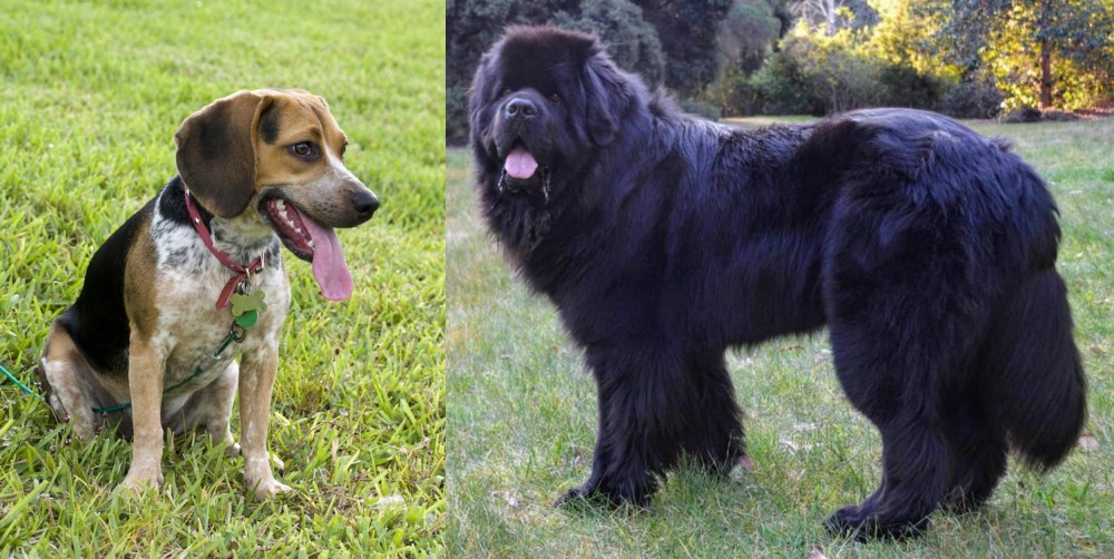 Newfoundland Dog vs Bluetick Beagle - Breed Comparison
