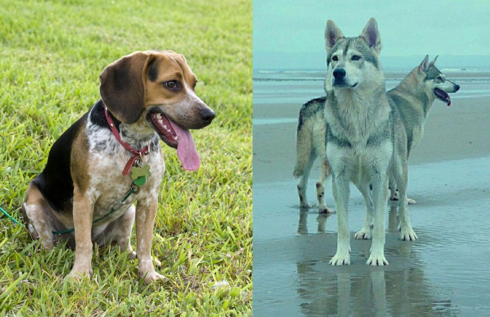 Northern Inuit Dog vs Bluetick Beagle - Breed Comparison
