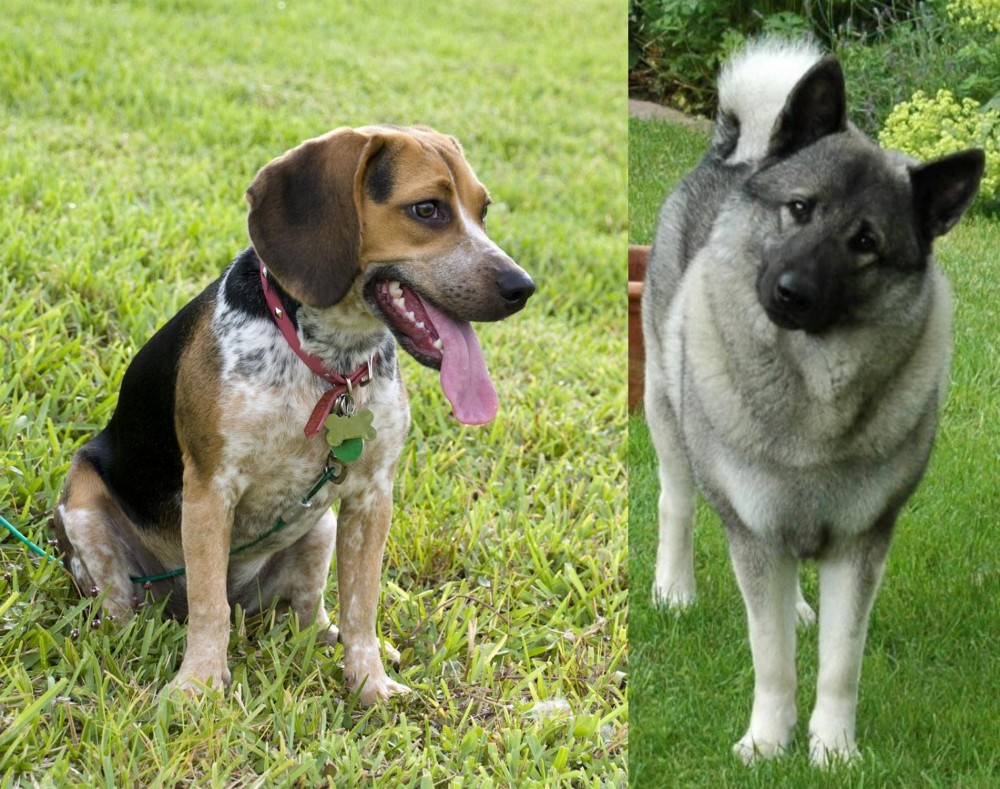 Norwegian Elkhound vs Bluetick Beagle - Breed Comparison