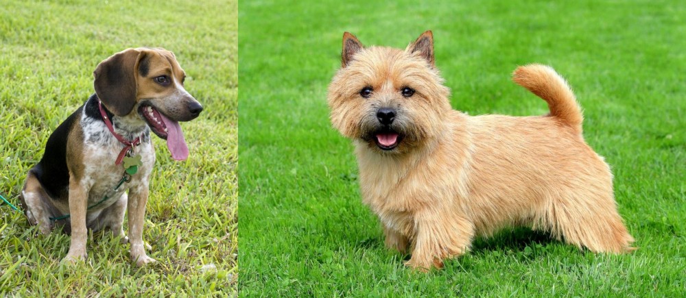 Norwich Terrier vs Bluetick Beagle - Breed Comparison