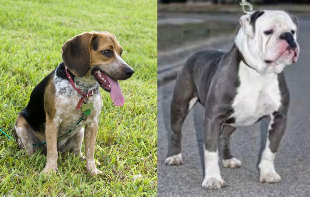 Old English Bulldog vs Bluetick Beagle - Breed Comparison