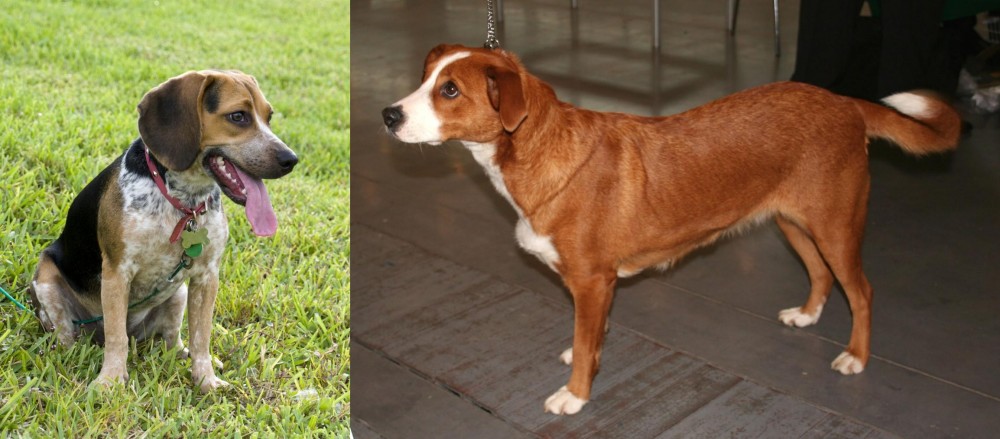 Osterreichischer Kurzhaariger Pinscher vs Bluetick Beagle - Breed Comparison
