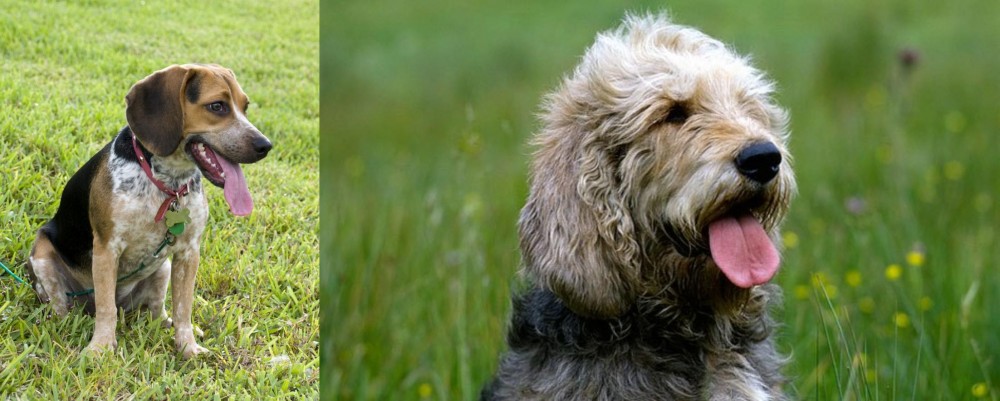 Otterhound vs Bluetick Beagle - Breed Comparison