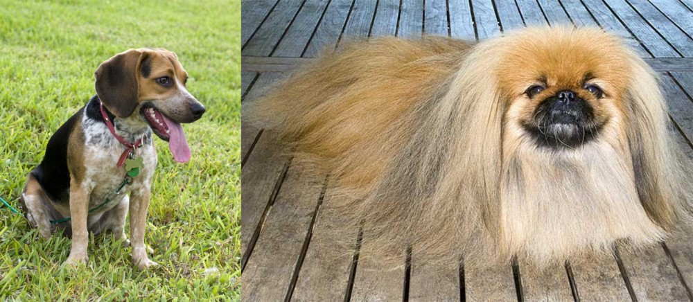 Pekingese vs Bluetick Beagle - Breed Comparison