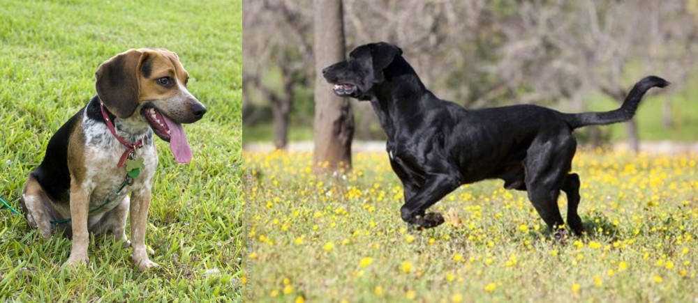Perro de Pastor Mallorquin vs Bluetick Beagle - Breed Comparison