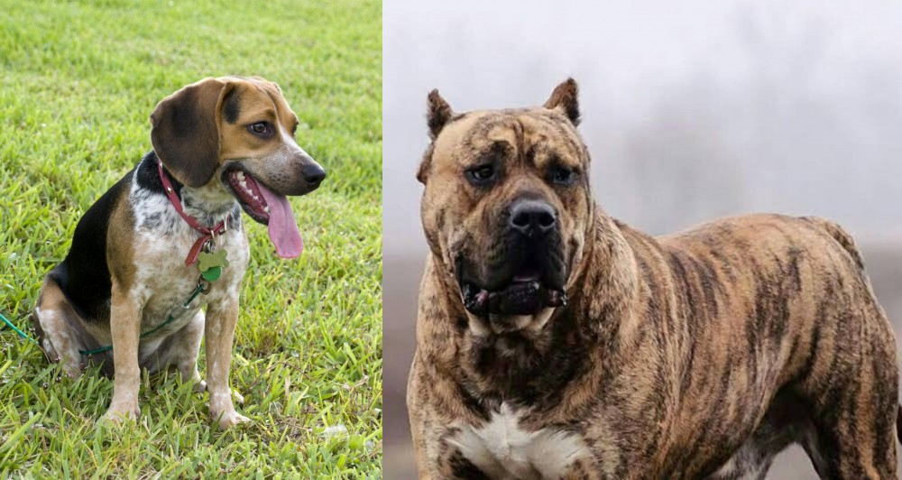 Perro de Presa Canario vs Bluetick Beagle - Breed Comparison