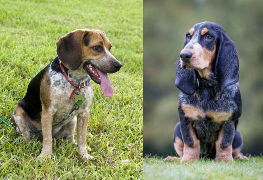 Petit Bleu de Gascogne vs Bluetick Beagle - Breed Comparison