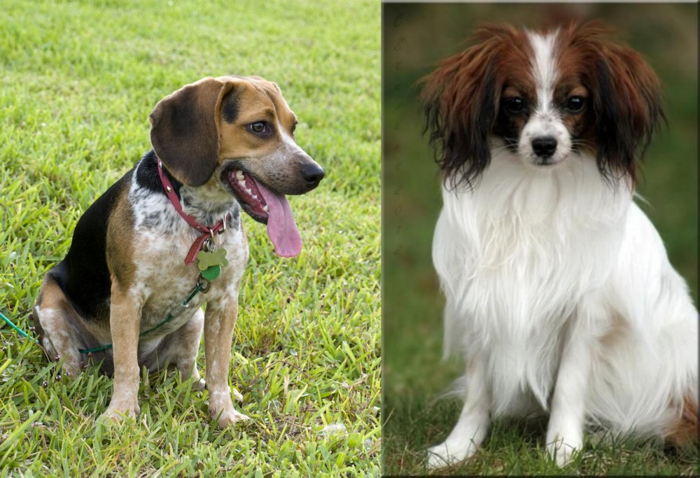 Phalene vs Bluetick Beagle - Breed Comparison