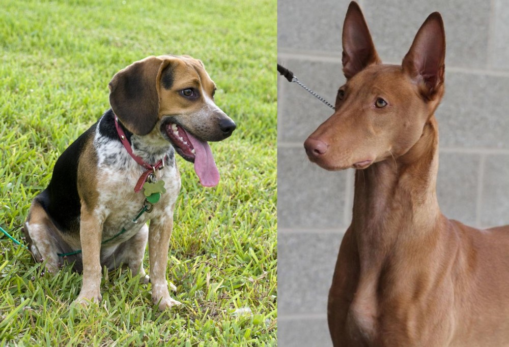 Pharaoh Hound vs Bluetick Beagle - Breed Comparison