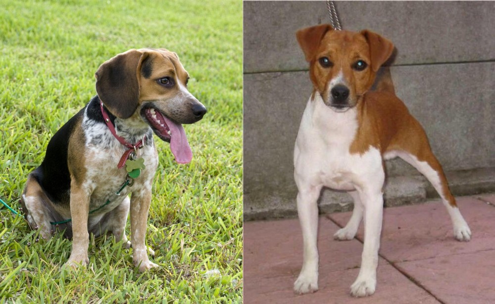 Plummer Terrier vs Bluetick Beagle - Breed Comparison