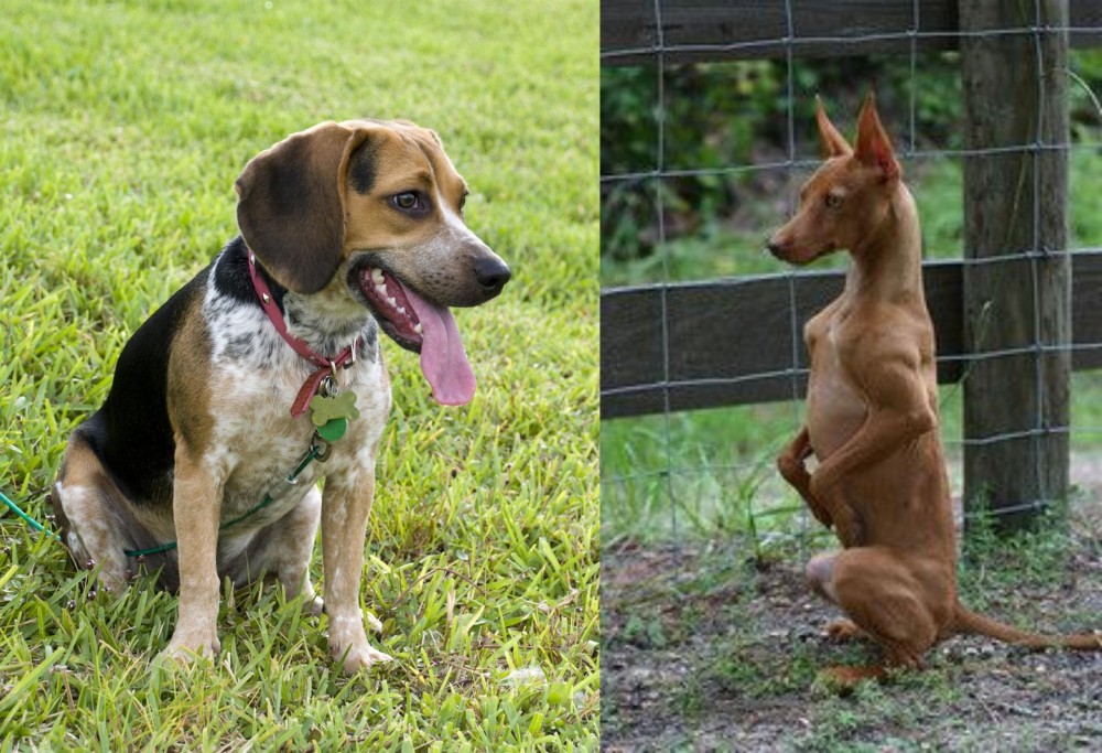 Podenco Andaluz vs Bluetick Beagle - Breed Comparison
