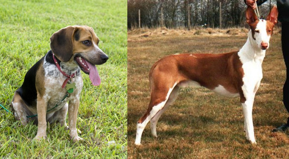 Podenco Canario vs Bluetick Beagle - Breed Comparison