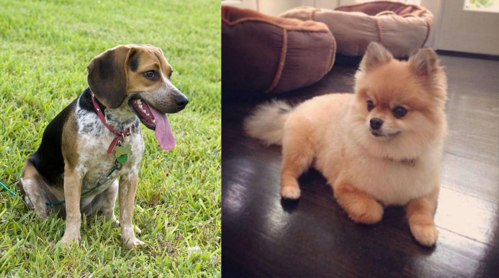 Pomeranian vs Bluetick Beagle - Breed Comparison