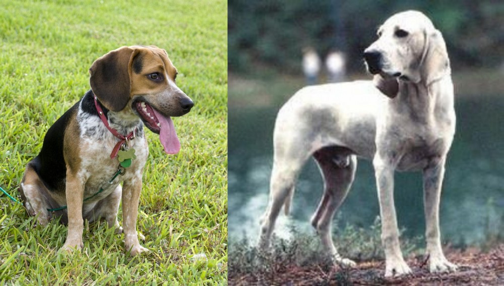 Porcelaine vs Bluetick Beagle - Breed Comparison