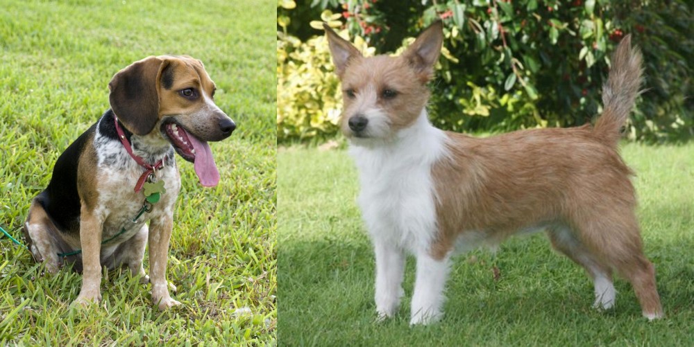 Portuguese Podengo vs Bluetick Beagle - Breed Comparison