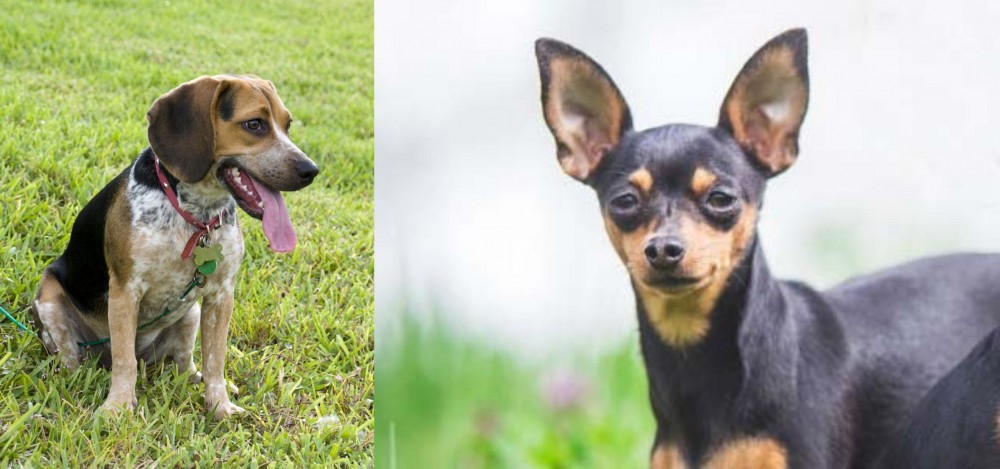 Prazsky Krysarik vs Bluetick Beagle - Breed Comparison
