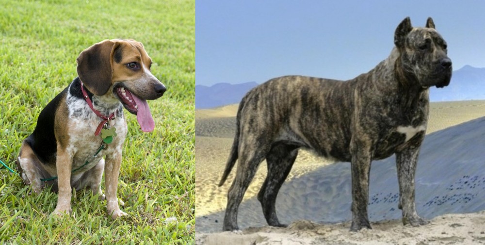 Presa Canario vs Bluetick Beagle - Breed Comparison