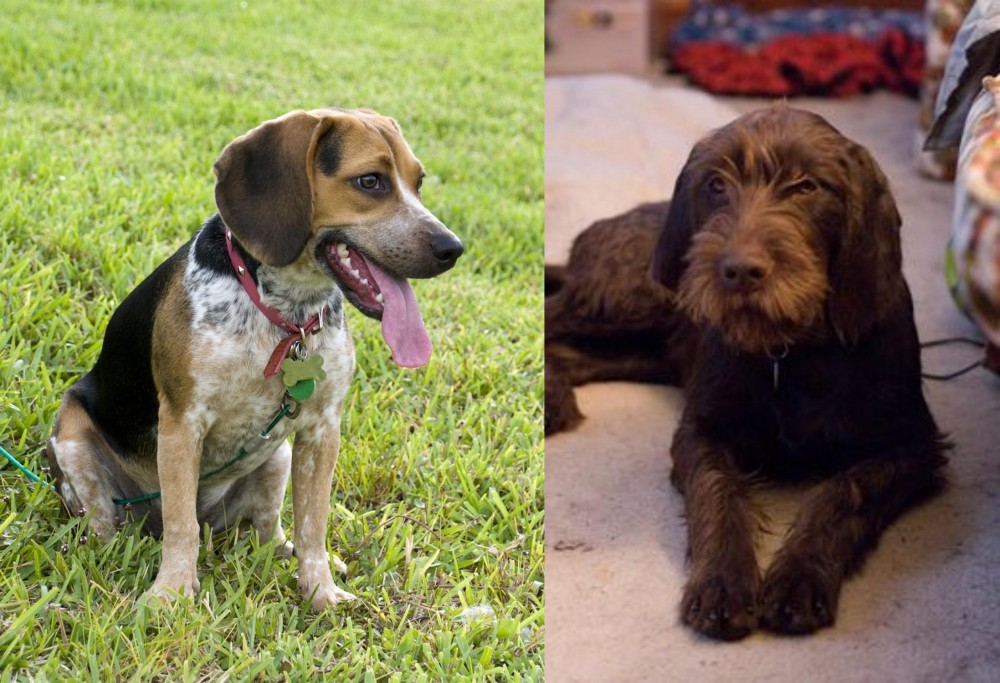 Pudelpointer vs Bluetick Beagle - Breed Comparison