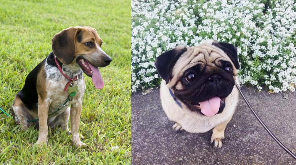 Pug vs Bluetick Beagle - Breed Comparison