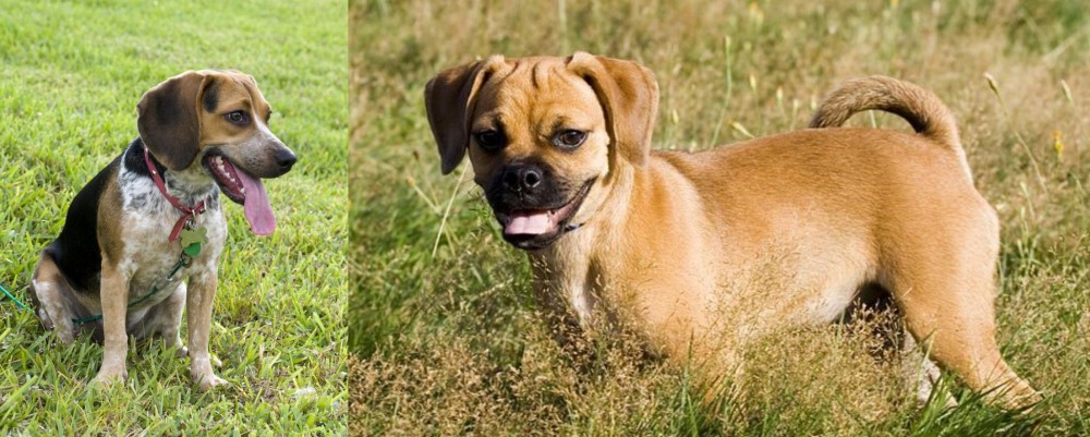 Puggle vs Bluetick Beagle - Breed Comparison