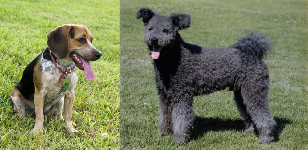 Pumi vs Bluetick Beagle - Breed Comparison