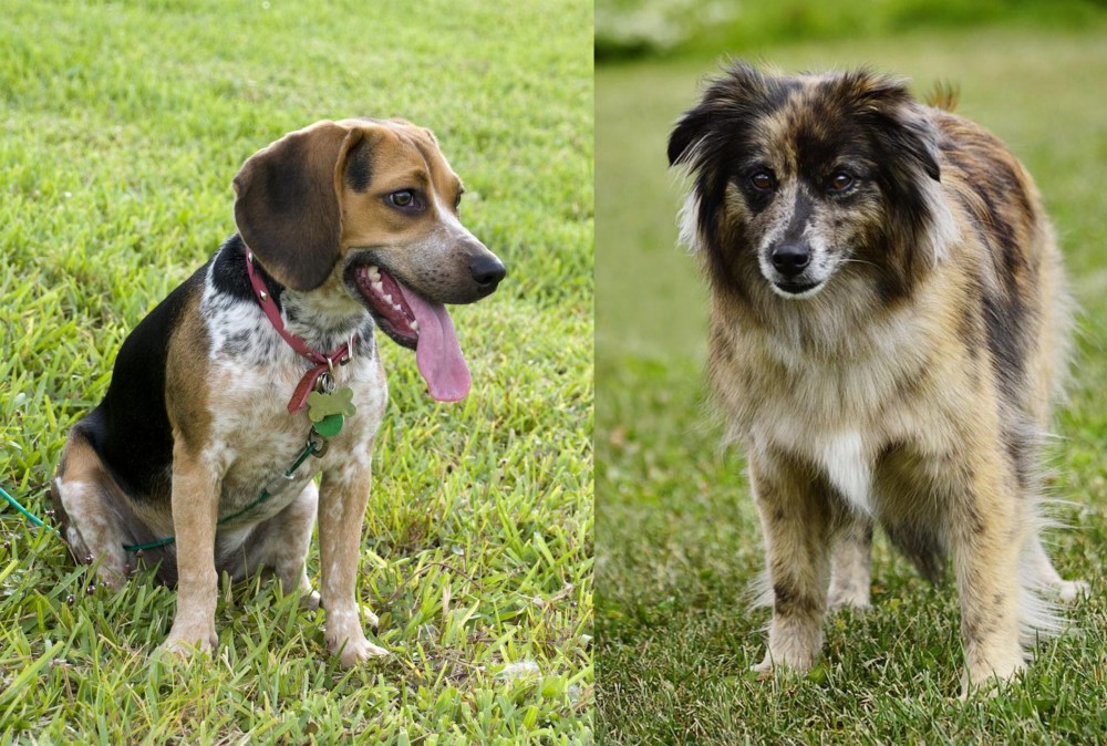 Pyrenean Shepherd vs Bluetick Beagle - Breed Comparison