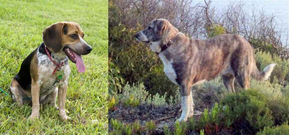 Rafeiro do Alentejo vs Bluetick Beagle - Breed Comparison