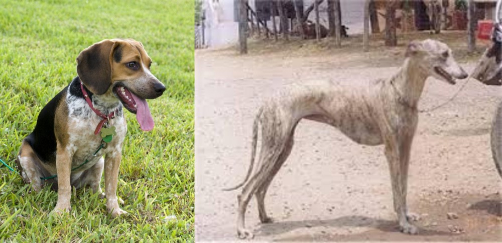 Rampur Greyhound vs Bluetick Beagle - Breed Comparison